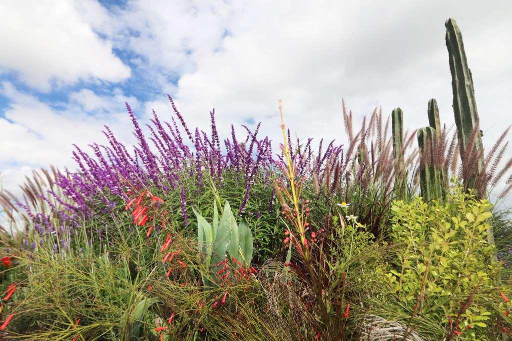 Albor San Miguel De Allende Tapestry Collection By Hilton Bagian luar foto
